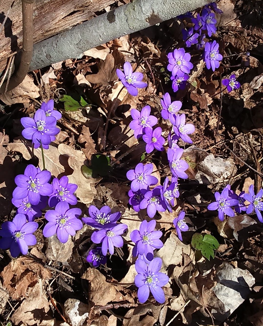 Vanha ja uusi elämä