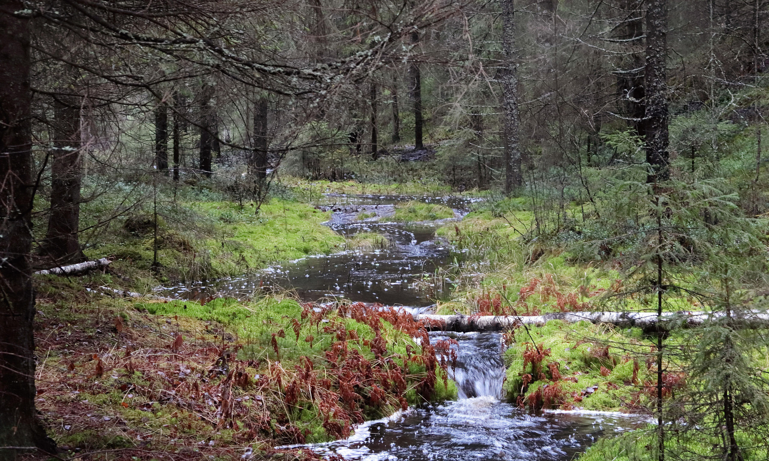 Elämän hengen laki